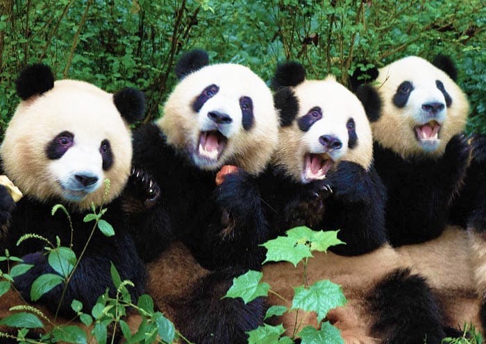 15 Days China Impression Small Group Tour: Experience Classic China & Nature - 2