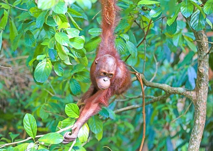 7 Days Sabah Borneo Tour: Wildlife Safaris, Kinabalu Park & Island Hopping - 3