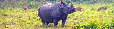 7 Days Nepal Wildlife Tour to Chitwan: A Soulful Journey of Cultural & Safari