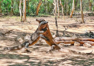 8 Days Bali Komodo Tour: Diverse Bali to Wild Komodo Dragon