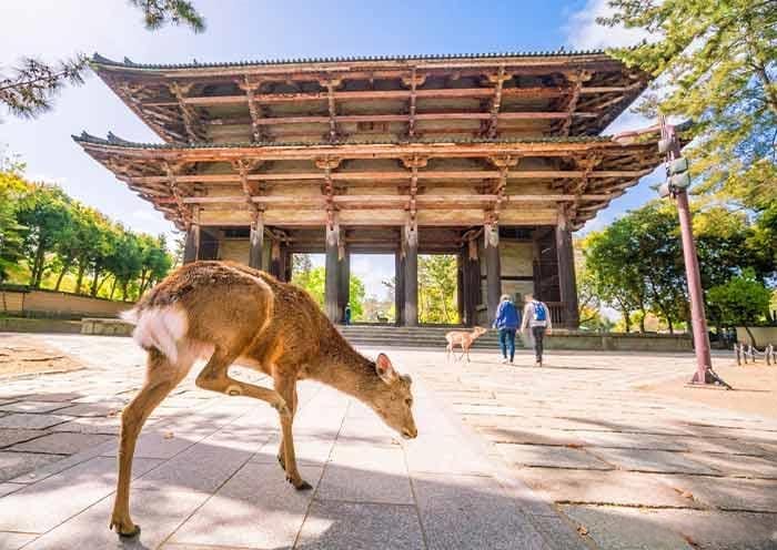 18 Days Japan and China Tour Package: Culture Meet Nature - 2
